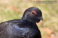 Tetrao tetrix - Eurasian Black Grouse