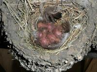 Hirundo rustica - Barn Swallow