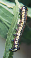 Image of: Cucullia convexipennis
