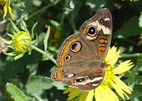 Image of: Junonia coenia