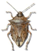 Image of: Podisus maculiventris (spined soldier bug)