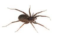 Image of: Pirata (lycosid spiders)