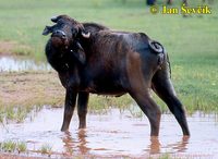 Bubalus bubalis arnee - Asian Water Buffalo
