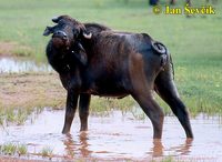 Bubalus bubalis arnee - Asian Water Buffalo