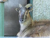 Hemitragus jemlahicus - Himalayan Tahr