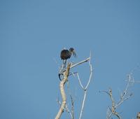 Image of: Anastomus lamelligerus (African openbill)