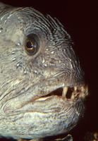 Anarhichas lupus - Atlantic Wolffish