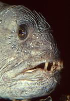 Anarhichas lupus - Atlantic Wolffish