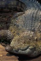 Image of: Crocodylus intermedius (Orinoco crocodile)