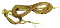 Image of: Dispholidus typus (boomslang)