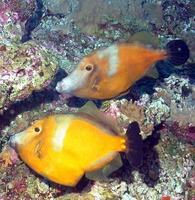 Cantherhines macrocerus - American Whitespotted Filefish