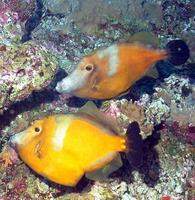 Cantherhines macrocerus - American Whitespotted Filefish