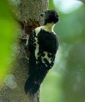 Black-and-buff Woodpecker - Meiglyptes jugularis