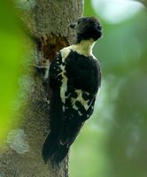 Black-and-buff Woodpecker - Meiglyptes jugularis