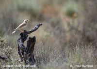 Greater Short-toed Lark - Calandrella brachydactyla