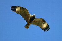 Black breasted Buzzard