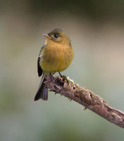 Tufted Flycatcher (Mitrephanes phaeocercus) photo