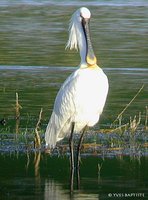 Eurasian Spoonbill - Platalea leucorodia