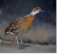 West Indian Whistling-Duck - Dendrocygna arborea