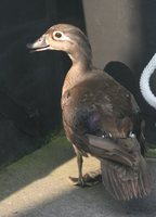 Wood Duck - Aix sponsa