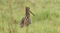 African Snipe - Gallinago nigripennis