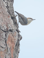 Brown-headed Nuthatch (Sitta pusilla) photo