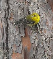 Pine Warbler (Dendroica pinus) photo