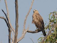 Long-legged Buzzard (Buteo rufinus) photo