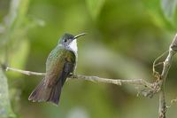 White-chested Emerald (Amazilia chionopectus) photo