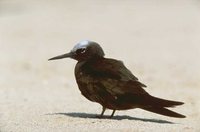 Black Noddy - Anous minutus