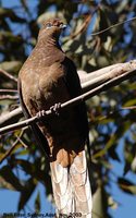 Brown Cuckoo-Dove - Macropygia phasianella