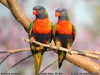 Rainbow Lorikeet - Trichoglossus haematodus