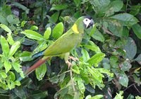 Golden-collared Macaw - Primolius auricollis