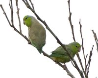 Pacific Parrotlet - Forpus coelestis