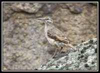 Thick-billed Miner - Geositta crassirostris