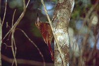 Northern Barred-Woodcreeper - Dendrocolaptes sanctithomae