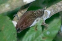 Striped Woodcreeper - Xiphorhynchus obsoletus