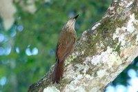 Planalto Woodcreeper - Dendrocolaptes platyrostris