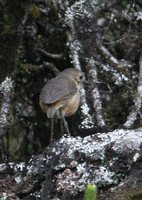 Tawny Antpitta - Grallaria quitensis