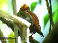 Fiery-capped Manakin - Machaeropterus pyrocephalus