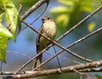 Bran-colored Flycatcher - Myiophobus fasciatus