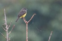 Dusky-chested Flycatcher - Myiozetetes luteiventris