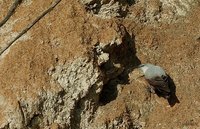 Wallcreeper - Tichodroma muraria