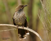 Brush Wattlebird - Anthochaera chrysoptera