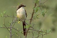 Long-tailed Fiscal - Lanius cabanisi