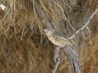 Social Weaver - Philetairus socius