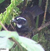 Orange-billed Sparrow - Arremon aurantiirostris