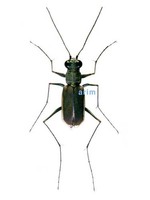 흰테길앞잡이 - Callytron inspecularis