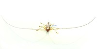 굴피염소하늘소 - Olenecamptus formosanus