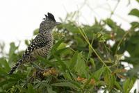 *NEW* Barred Antshrike (male)